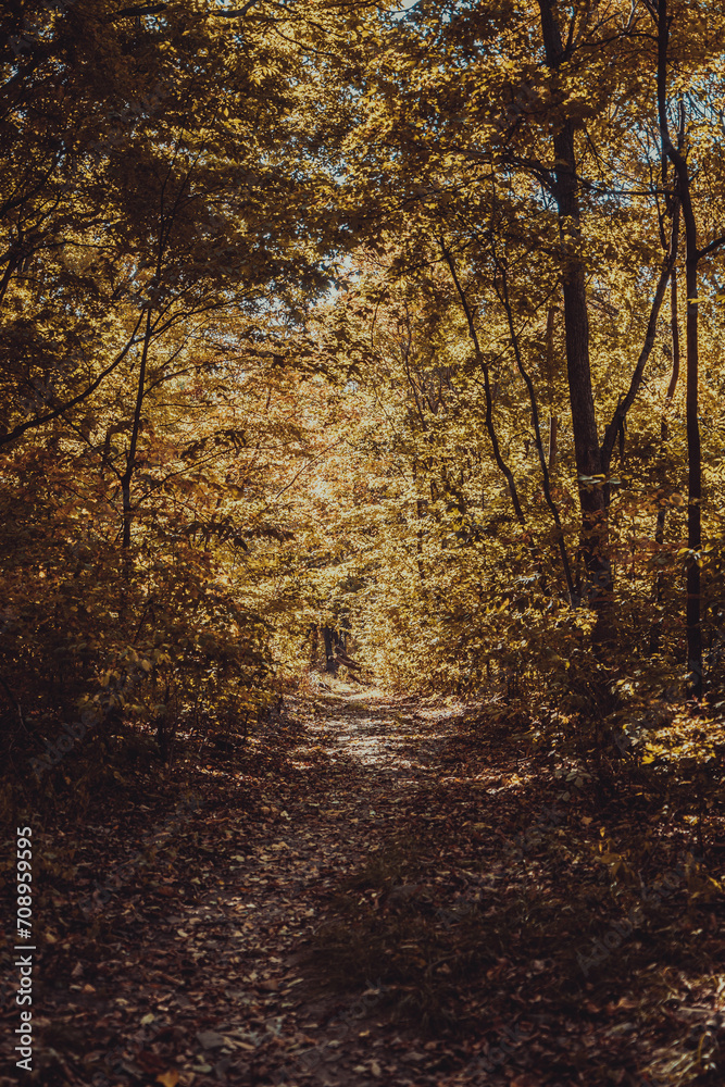 A path going through a forest tunnel. Hiking. Mysterious forest.