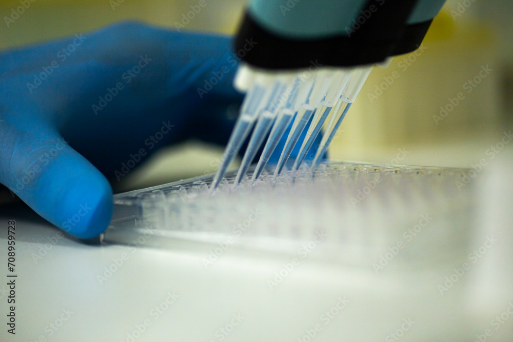 cell culture at the safety cabinet in cell culture laboratory, cancer and medicine research cell culture at the safety cabinet in cell culture laboratory, cancer and medicine research