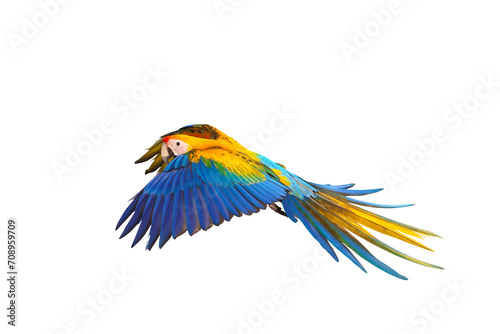 Colorful flying Camelot Macaw parrot isolated on transparent background png file © Passakorn
