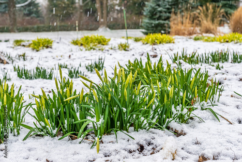 Narcissus under the snow.