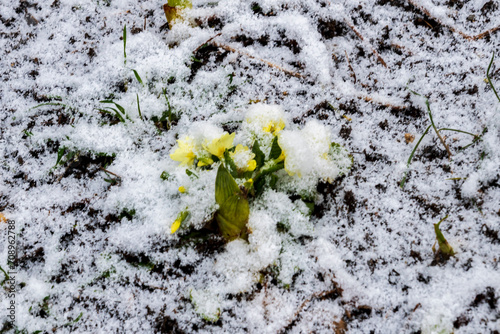 Primrose under the snow.