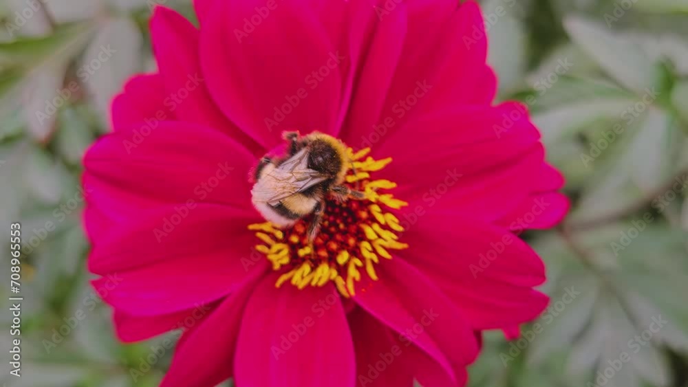 Close up of bumble bee collecting nectar from a red flower Close up of bumble bee collecting nectar from a red flower