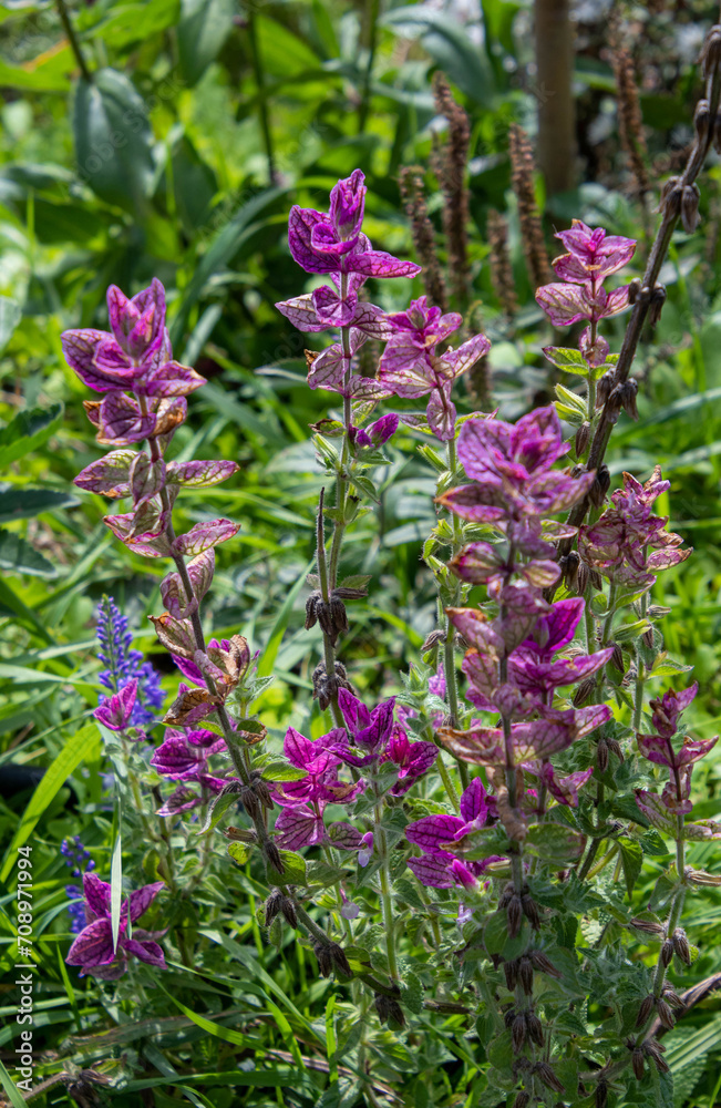 Salvia viridis - annual sage with purple leaves Salvia viridis - annual sage with purple leaves