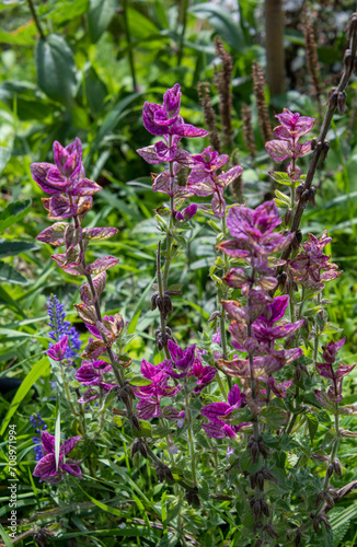 Salvia viridis - annual sage with purple leaves