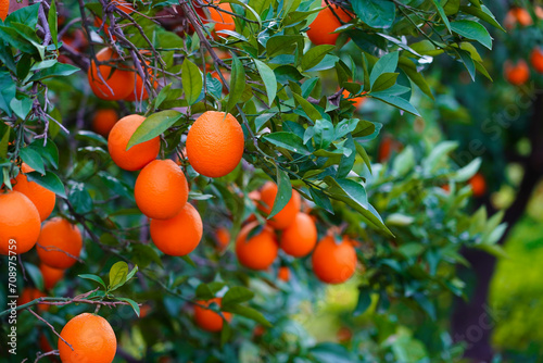 orange tree with oranges in field