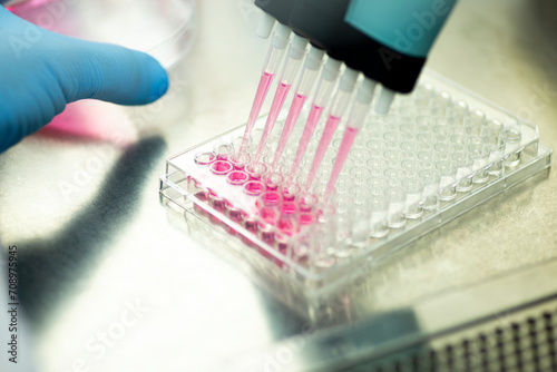 geneticist working with microplate for cells analysis in the genetic lab. Researcher working with samples of tissue culture in microplate in the bioengineering laboratory, medicine laboratory