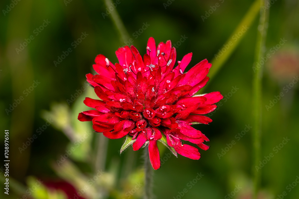 Knautia macedonica a summer flowering plant with a crimson red summertime flower commonly known as Macedonian scabious, stock photo image Knautia macedonica a summer flowering plant with a crimson red summertime flower commonly known as Macedonian scabious, stock photo image