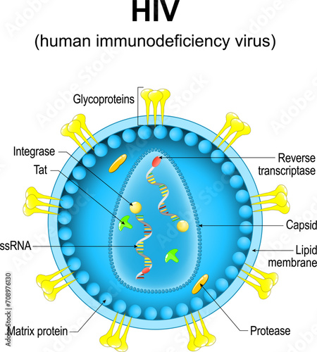 human immunodeficiency virus. Close-up of a HIV virion structure.