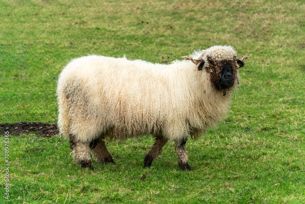 Valais Blacknose Sheep in a lush green meadow on an agricultural farm field, stock photo image Valais Blacknose Sheep in a lush green meadow on an agricultural farm field, stock photo image