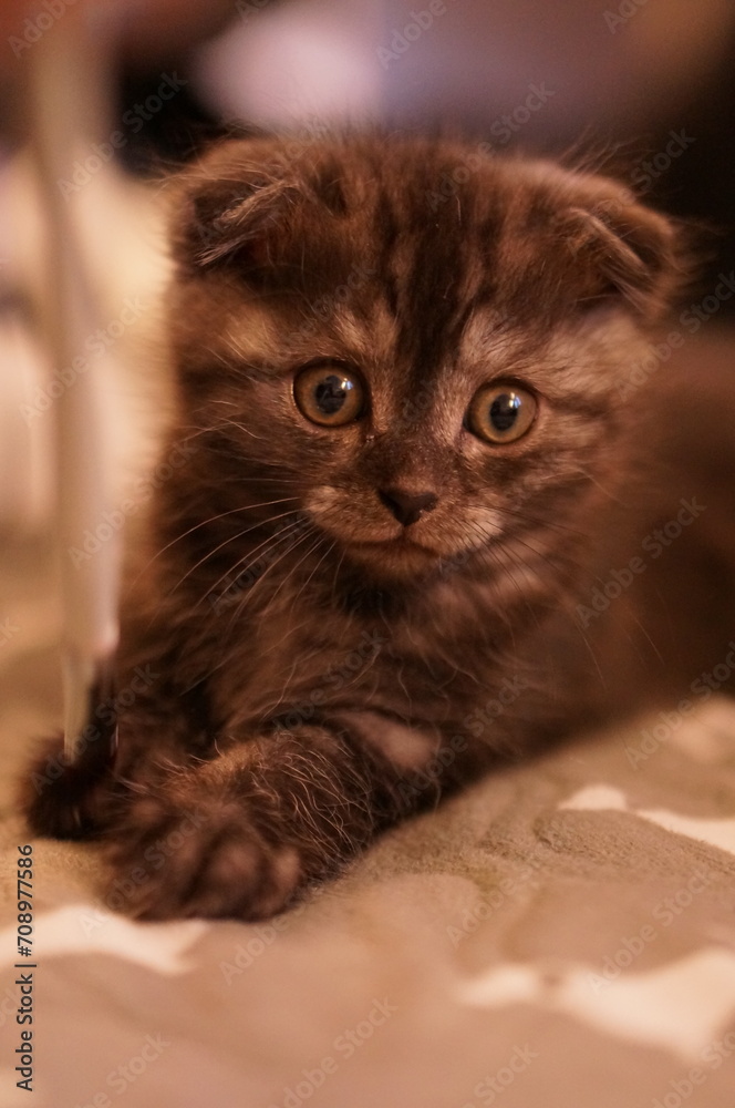 Fototapeta premium Scottish fold Kitty