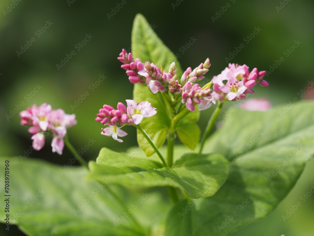 ソバ 高嶺ルビーの花 ソバ 高嶺ルビーの花