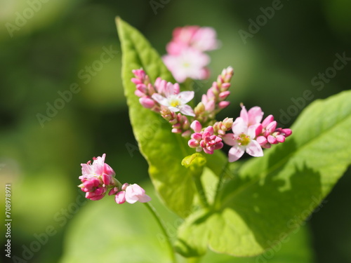 ソバ 高嶺ルビーの花