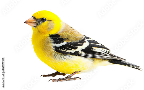 American Goldfinch on Transparent Background