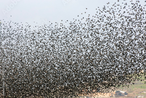 Flock of Starlings.1 photo
