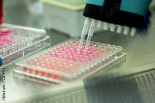 geneticist working with microplate for cells analysis in the genetic lab. Researcher working with samples of tissue culture in microplate in the bioengineering laboratory