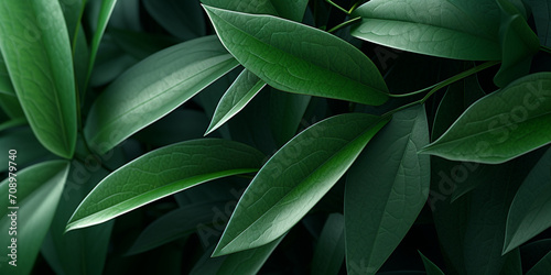 green leaves in the garden,Closeup of green leaves in dark tones as natue background ,Nature green leaves tea background in garden 