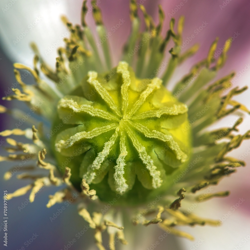 white opium poppy flower, in latin papaver somniferum white opium poppy flower, in latin papaver somniferum