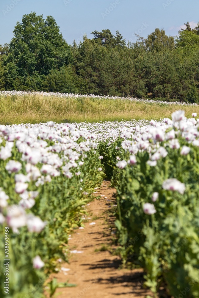 Flowering opium poppy field with pathway Flowering opium poppy field with pathway