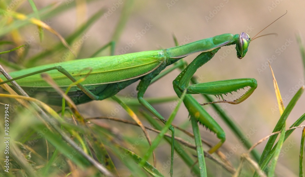 European Mantis or Praying Mantis, Mantis religiosa European Mantis or Praying Mantis, Mantis religiosa