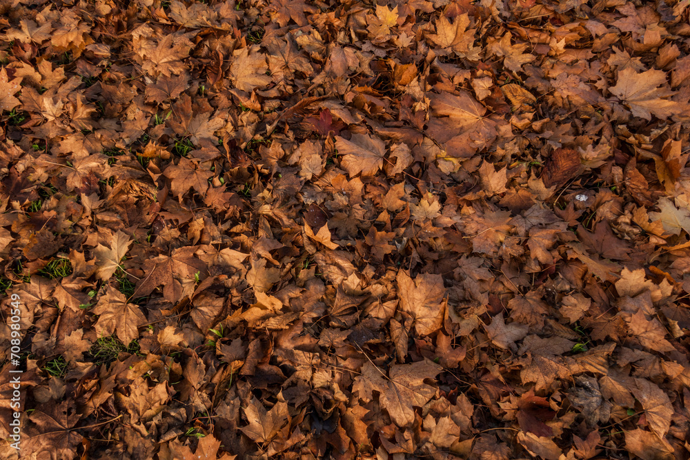 Dry Autumn Leaves Covering the Ground. Fallen Brown Golden Maple Leaves in the Light of the Setting Sun. Top to Bottom View. Background Made of Dry Leaves.