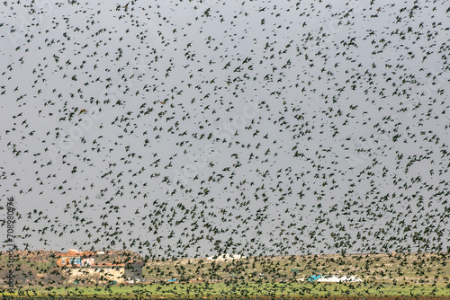 Flock of Starlings photo