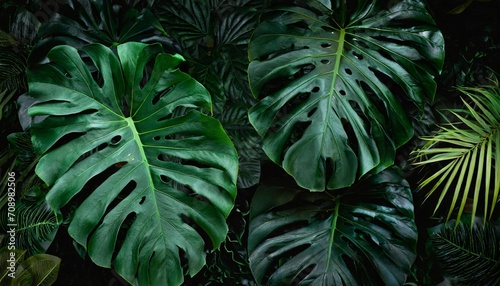 closeup nature view of green monstera and palms leaf background flat lay dark nature concept tropical leaf