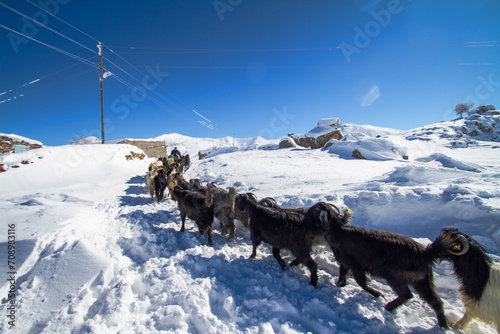 Fototapeta Naklejka Na Ścianę i Meble -  Goats in the Snow
