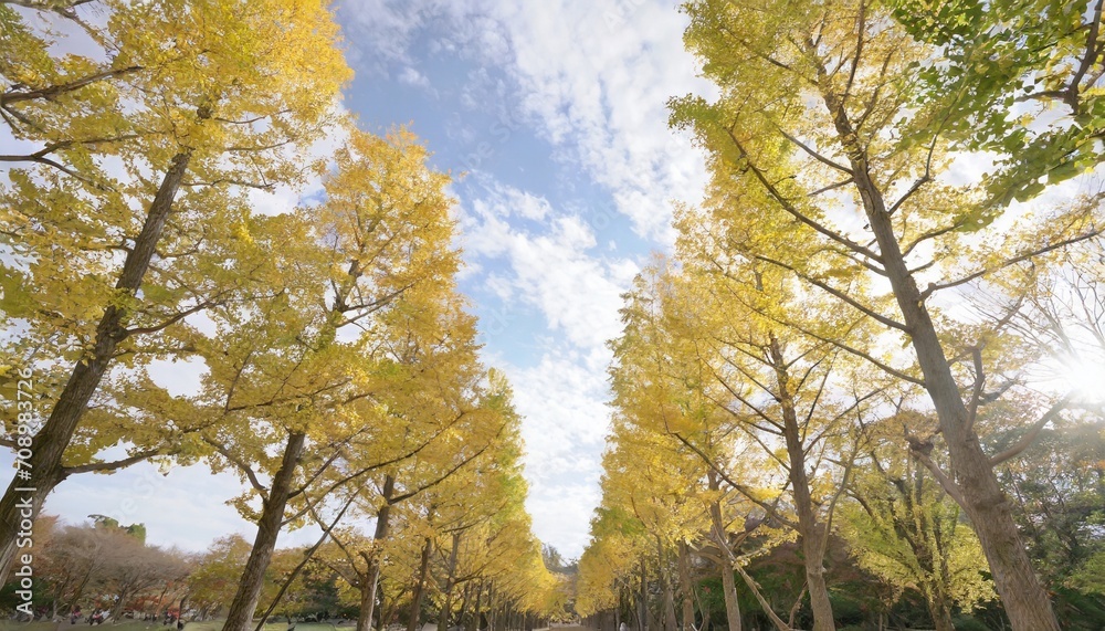 row of yellow ginkgo tree in autumn autumn park in tsukuba japan