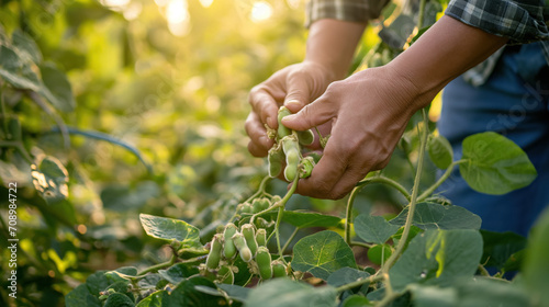 Farmer harvesting fresh green beans in field. © RISHAD