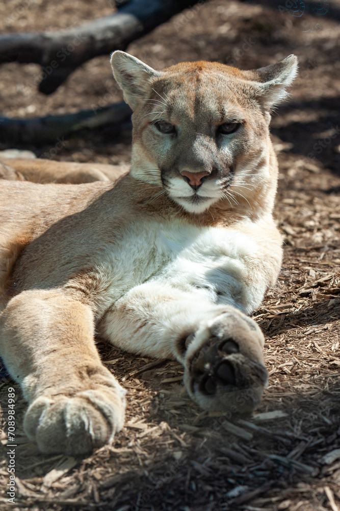 Obraz premium North American cougar (Puma concolor), close-up of a wild animal basking in the sun in the wild