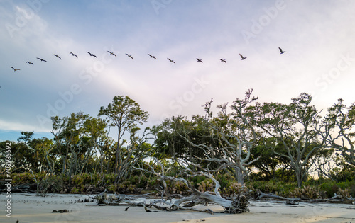 Dry trees on the sandy shore of a wide beach against the backdrop of a cloudy sky