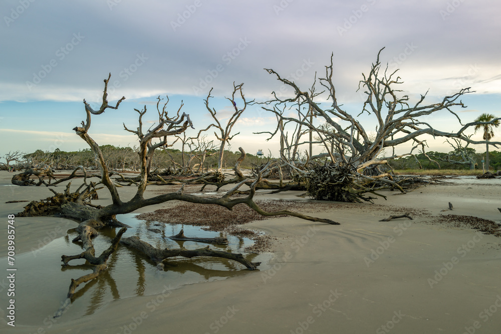 Dry trees on the sandy shore of a wide beach against the backdrop of a cloudy sky