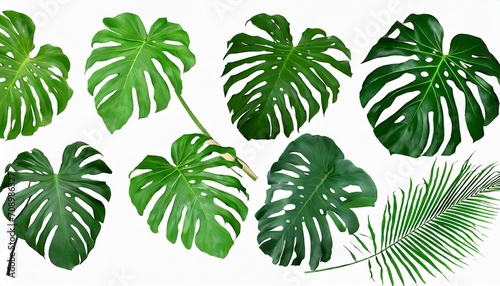 set of green monstera palm and tropical plant leaf isolated on white background for design elements flat lay