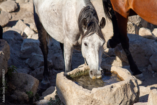 Horse Drinking Water