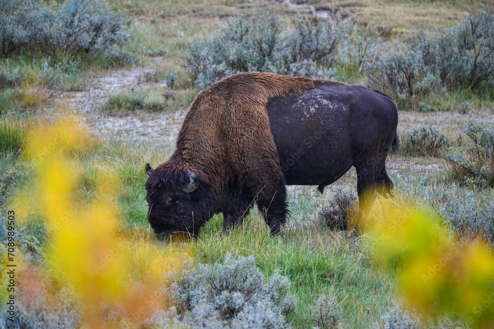 The American bison or buffalo (Bison bison), is the largest mammal on the North American continent The American bison or buffalo (Bison bison), is the largest mammal on the North American continent