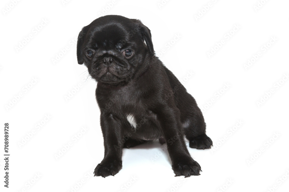 Black Pug Puppy Black Pug Puppy