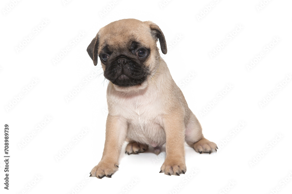 Beige pug puppy aged one and a half months, sits