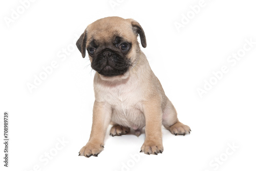 Beige pug puppy aged one and a half months, sits