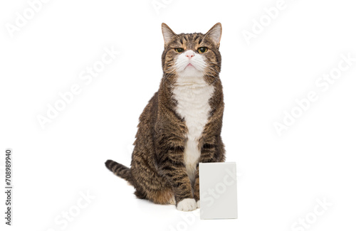 Grey, striped cat and empty package, isolated on a white background
