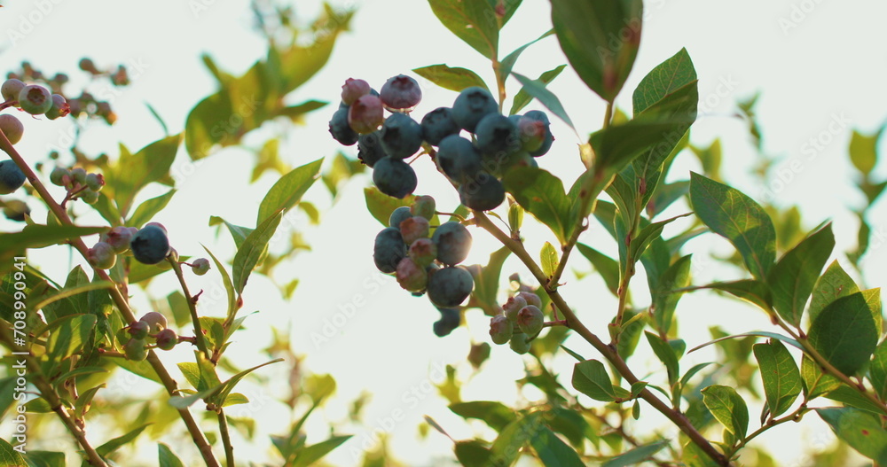 Fresh and ripe organic blueberries growing in the garden on a summer day. Blueberry fruits before harvest 4k Fresh and ripe organic blueberries growing in the garden on a summer day. Blueberry fruits before harvest 4k
