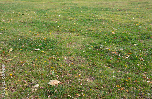 A lawn with green grass in the park on an autumn day.