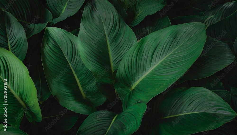 leaves of spathiphyllum cannifolium abstract green texture nature dark tone background tropical leaf