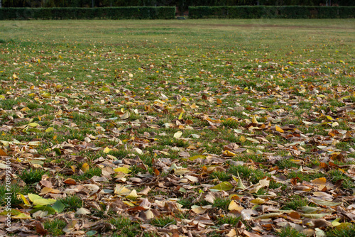 A lawn covered with fallen yellow leaves on an autumn day