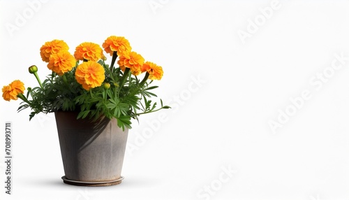 pot marigold flowers on background isolated with copy space photo