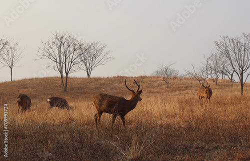 deer in the wild © Minya