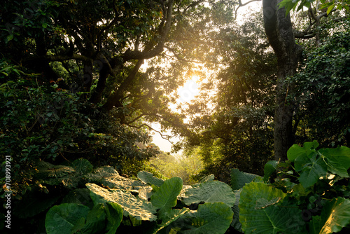 sunshine go through forest in Tianmu old trail,Taiwan photo