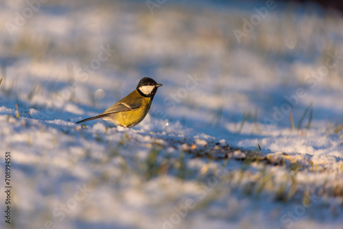 a bird in the snow