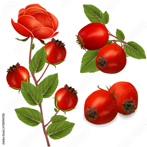 Realistic Detailed 3d Different Red Rose Hip Set Isolated on White Background. Vector illustration of Berries on Branch