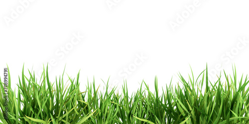 Green grass border on a transparent background.