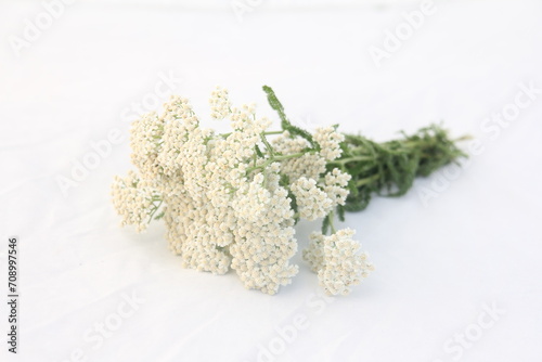 A cluster of delicate white Yarrow elegantly adorns the pristine white surface, exuding an ethereal beauty and tranquility.